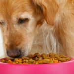 alimentacion para perros