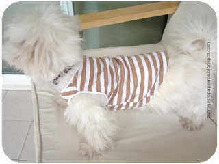 Patrón camiseta para perro | Mimi y Tara